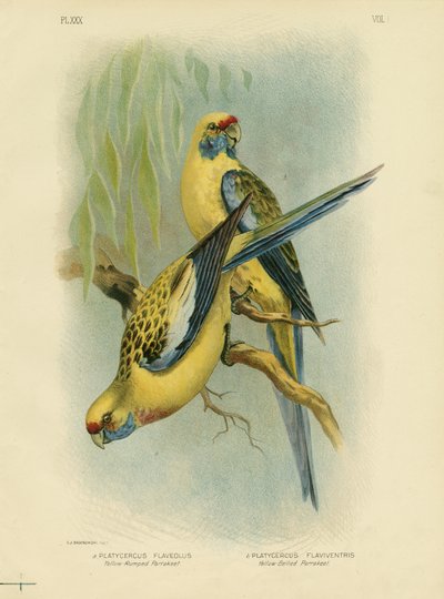 Yellow-Rumped Parakeet or Yellow Rosella, 1891 by Gracius Broinowski